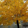 Jesień Racibórz 2010 - Park Roth #jesień #park #klon #Roth #Racibórz #raciborz #Śląsk #slask #kolorowa #liście