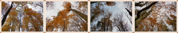 patrząc do góry...bukowe lasy nad jez.Otomino #jesień #las #buczyna #drzewa #GdańskOtomin