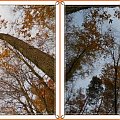 patrząc do góry...bukowe lasy nad jez.Otomino #jesień #las #buczyna #drzewa #GdańskOtomin