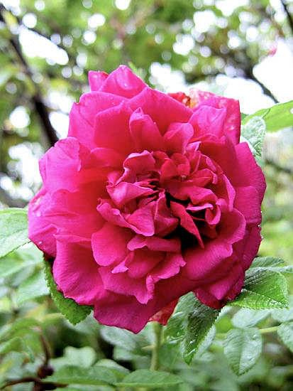 Rosa rugosa