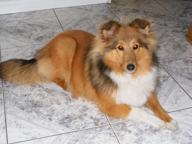 Sheltie, Afrodyta, www.Amber-Sun.sheltie.pl #Sheltie #Afrodyta