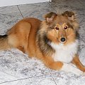 Sheltie, Afrodyta, www.Amber-Sun.sheltie.pl #Sheltie #Afrodyta