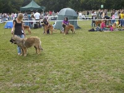 #leonberger #AptekaNatury