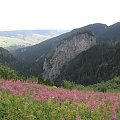 Łany wierzbówki i widok na Magurę Spiską #Góry #Tatry