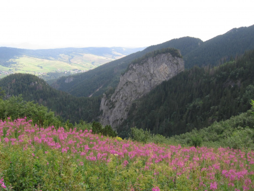 Łany wierzbówki i widok na Magurę Spiską #Góry #Tatry