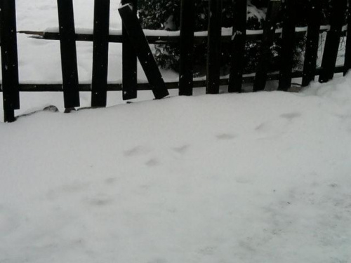 Po intensywnych opadach śniegu w nocy z 01/02.12.2010.
Wysokość pokrywy śnieżnej - 25-30cm, w zaspach jeszcze więcej.