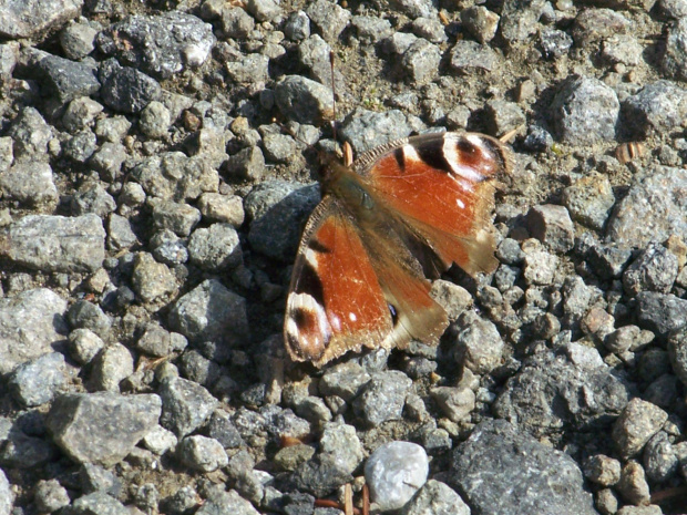 Motyl #Zwierzęta