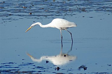 polowanie na rybkę #ptaki #czaple #CzaplaBiała #polowanie