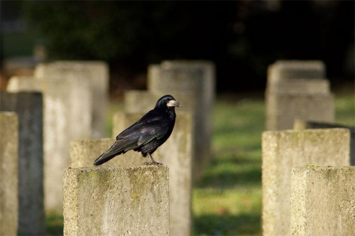 gawron na cmentarzu #gawron #ptaki #cmentarz