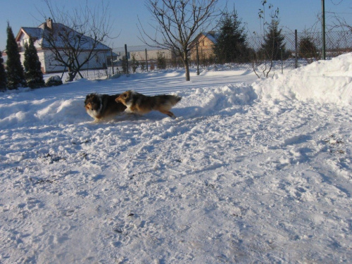 sheltie.ambersun-sheltie.pl, owczarek szetlandzki #sheltie #OwczarekSzetlandzki