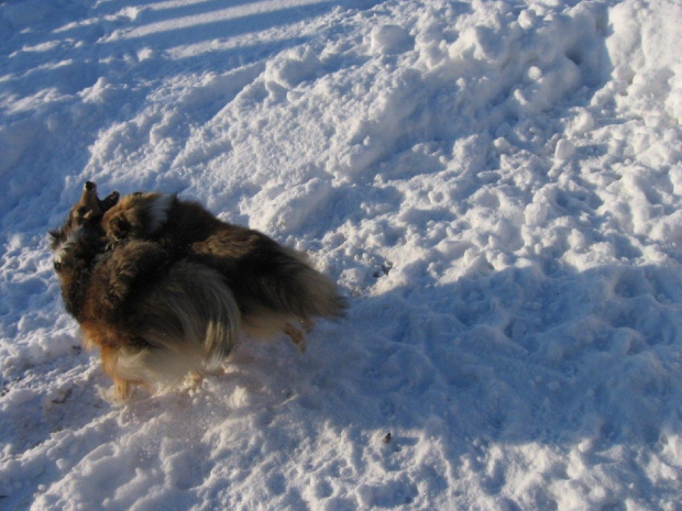 sheltie.ambersun-sheltie.pl, owczarek szetlandzki