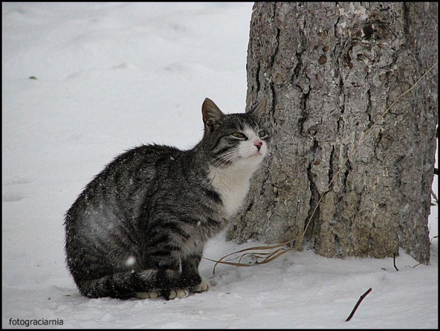 kotek Paprotek- wiecznie głodny kot sąsiada