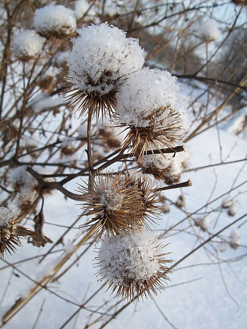 Zimowe kwiaty:) #zima #rośliny #chwasty #gwiazdki #śnieg