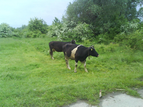 Krowy na pastwisku :P #Krowa