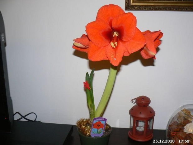 Moje nowe Hippeastrum... czterokwiatowe #Kwiaty