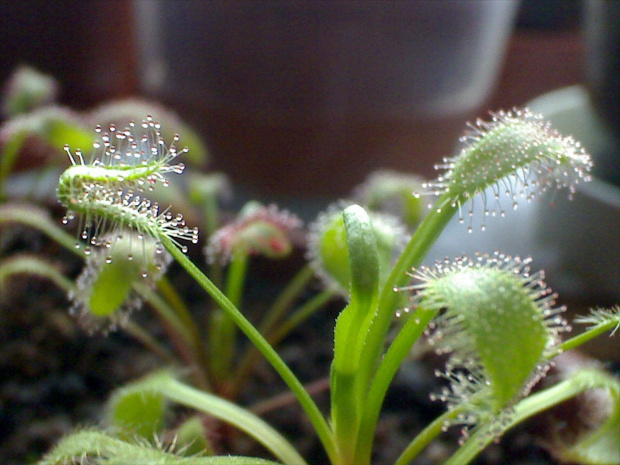 Drosera capensis