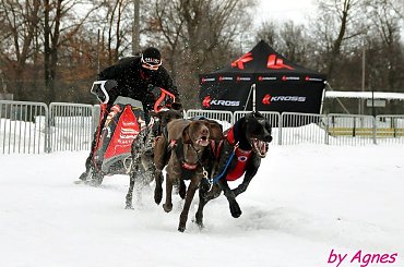 Amberdog trenuje na stdionie CKIS Pruszcz Gdański. Psy- Greystery. Sanie - Danler Hornet XC i Antipode Acrobat. #PsieZaprzęgi #greyster #ckis #PruszczGdański #IgorTracz #OlgierdTracz #AgataKaczyńska #traczer