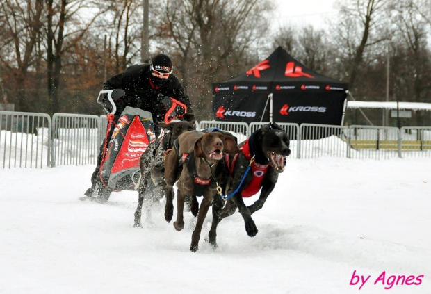 Amberdog trenuje na stdionie CKIS Pruszcz Gdański. Psy- Greystery. Sanie - Danler Hornet XC i Antipode Acrobat. #PsieZaprzęgi #greyster #ckis #PruszczGdański #IgorTracz #OlgierdTracz #AgataKaczyńska #traczer