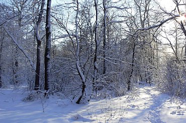 Rudy,zima,park #Rudy #zima #park