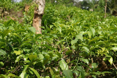 Sri Lanka uprawa herbaty
