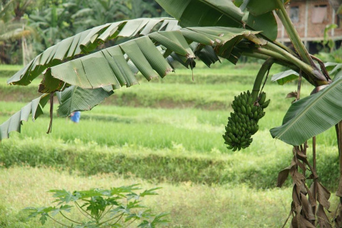Sri Lanka bananowiec i pola ryżowe