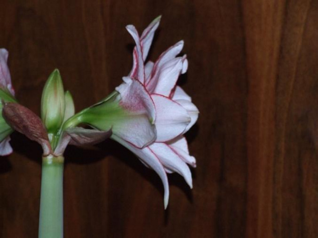 odmiana 'Elvas' - 18 stycznia 2009 #Hippeastrum #Elvas #hydroponika #amarylis