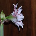 odmiana 'Elvas' - 18 stycznia 2009 #Hippeastrum #Elvas #hydroponika #amarylis