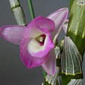 Dendrobium