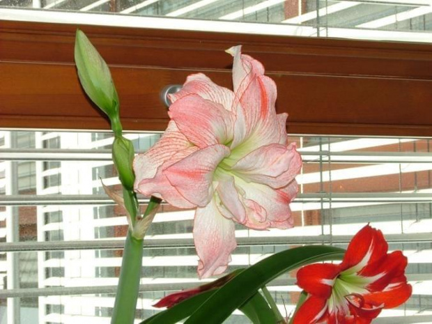 odmiana 'Aphrodite', z prawej 'Pasadena' - 14 maja 2008 #amarylis #Aphrodite #Hippeastrum #hydroponika #Pasadena