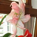 odmiana 'Aphrodite', z prawej 'Pasadena' - 14 maja 2008 #amarylis #Aphrodite #Hippeastrum #hydroponika #Pasadena