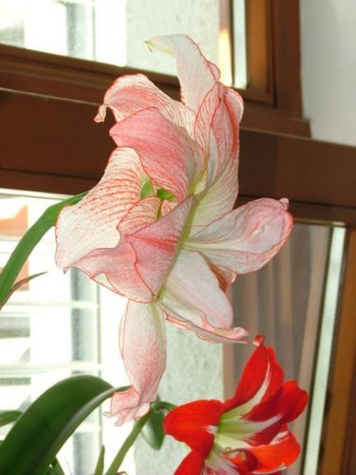 odmiana 'Aphrodite', z prawej 'Pasadena' - 14 maja 2008 #amarylis #Aphrodite #Hippeastrum #hydroponika #Pasadena