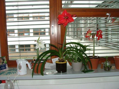 z lewej odm. 'Limona', 'Hercules', 'Pasadena'; z prawej widoczny 'La Paz' - 5 maja 2008 #amarylis #Limona #Hercules #Pasadena #LaPaz #Hippeastrum #hydroponika