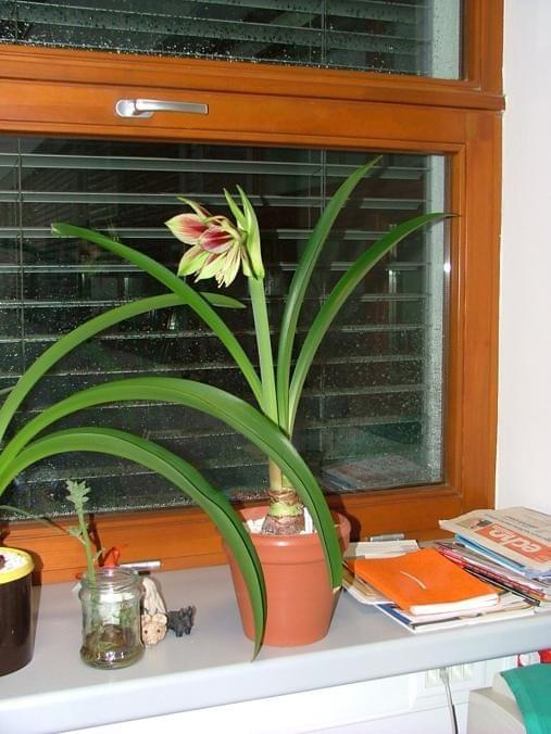 odmiana 'Papilio Butterfly' - 15 kwietnia 2008 #amarylis #Hippeastrum #hydroponika #PapilioButterfly