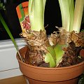 Hippeastrum #hippeastrum #amarylis