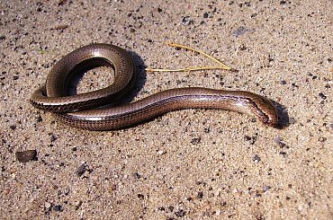 R.I.P #wąż #gad #zwierzęta #miedzianka