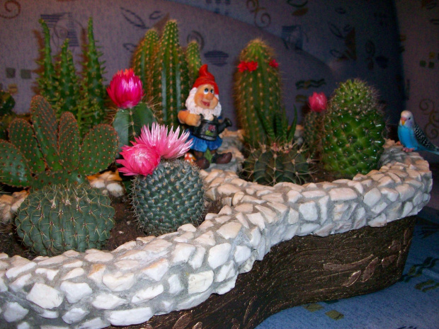 Moj maly swiat kaktusow! #kaktusy #natura #ogrodek #kwiaty #przyroda #dekoracje