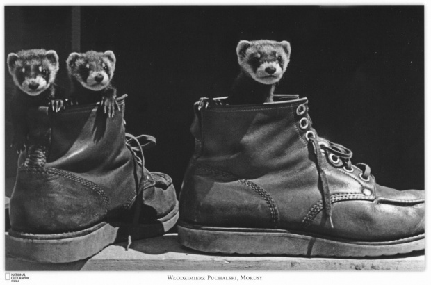 tchórzyki w butach, Morusy, fot. W. Puchalski #tchórz #fretka #buty #Morusy #WłodzimierzPuchalski