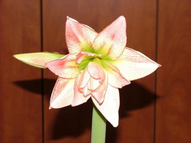 odmiana 'Aphrodite' - 2 lutego 2009 #amarylis #Aphrodite #Hippeastrum #hydroponika