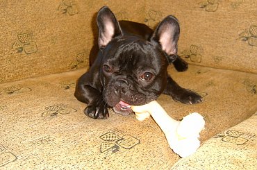 #BuldogFrancuski