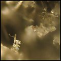 Pasterz i tańcząca para, czyli ściereczka z mikrofibry. Zdjęcie przy powiększeniu 100x. #mikroskop #pasterz #para