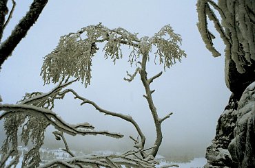 w Górach Stołowych, a konkretnie na Szczelińcu #Sudety #Stołowe #Szczeliniec