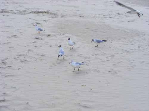 ptaszynki na plazy
