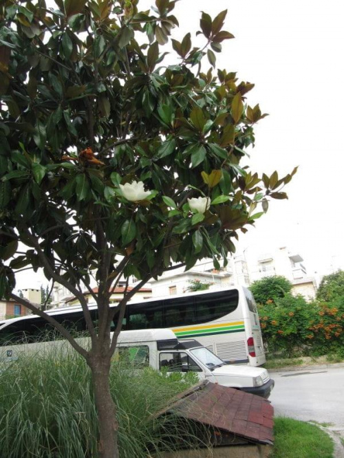Magnolia wielkokwiatowa/Grandiflora/