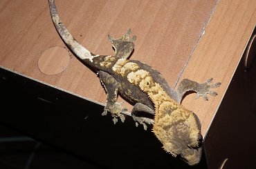 #RhacodactylusCiliatus #CrestedGecko #GekonOrzęsiony