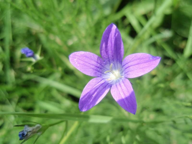 Hipnotyczny kwiat xD - jedno z moich ulubionych zdjęć #kwiaty #ogrody