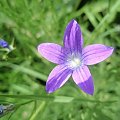 Hipnotyczny kwiat xD - jedno z moich ulubionych zdjęć #kwiaty #ogrody