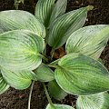 Hosta,funkia