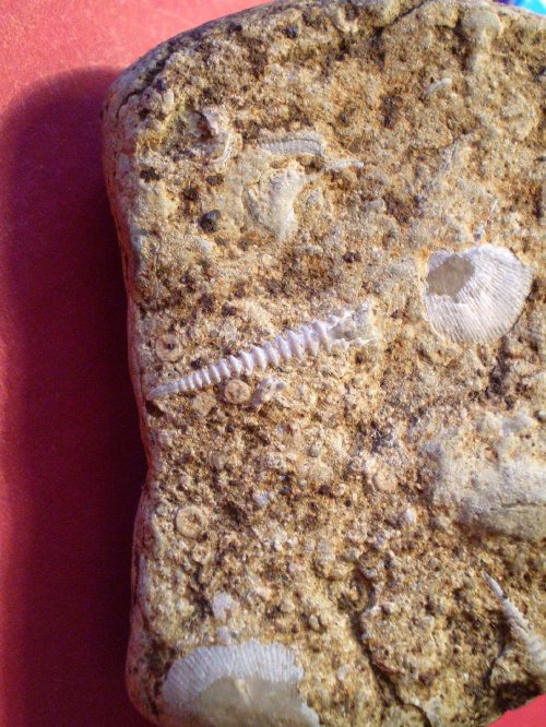 Bardzo ładnie zachowany tentakulit . Długość okazu - 1,8 cm . Wiek : ordowik – dewon ( Tentaculitida ) . Data znalezienia : 2003 .