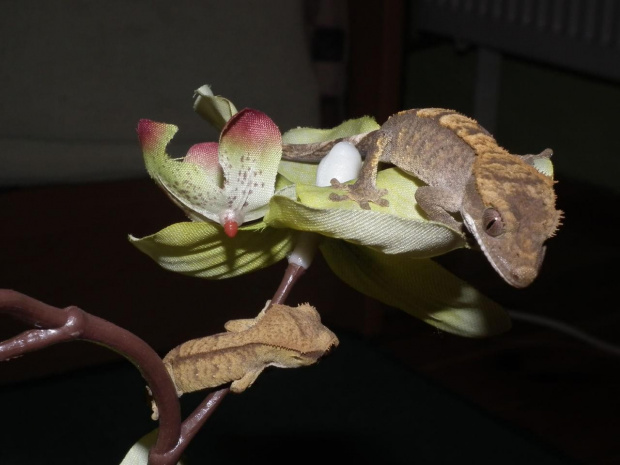 #RhacodactylusCiliatus #CrestedGecko #GekonOrzęsiony