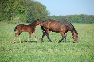 #Ryton #Boy #RewiaIII #WielkaLipa #stadnina #agroturystyka #ślązaki #Arkadia